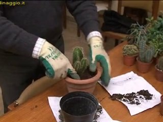 preparare il terriccio per una pianta grassa