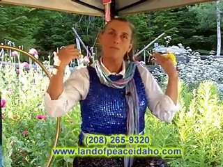 Organic Healing Oils - Evening Primrose