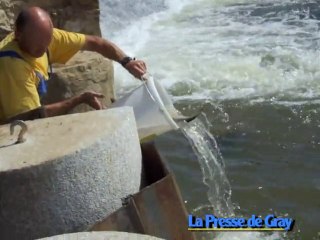 Pêche électrique dans la Saône à Gray (70)
