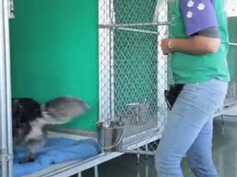 Dog Boarding Kennels Sumner Park Oz Wagtails Pty Ltd QLD