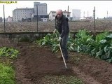 trapianto delle verdure invernali