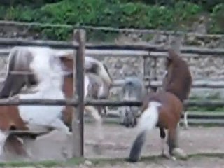 Royal Dream  - cheval miniature, étalon AMHR