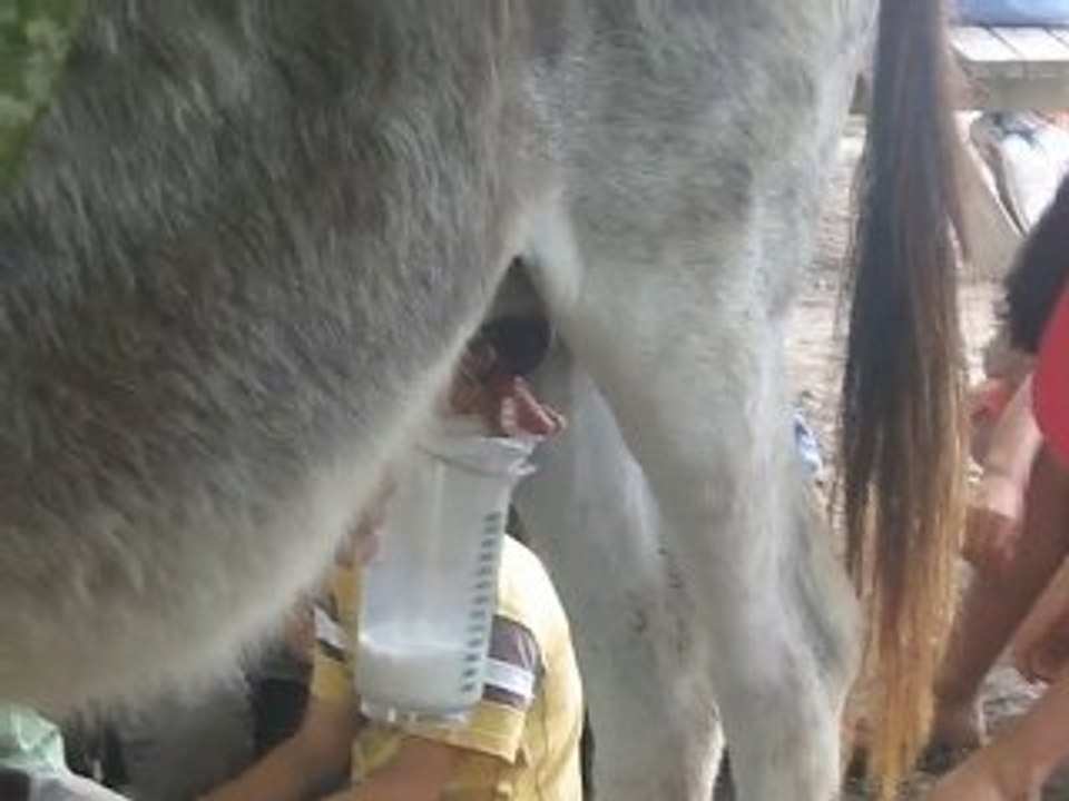 la traite des ânesses