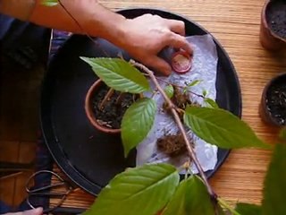 Sakura air layering for Bonsai 鳥桐桜盆栽