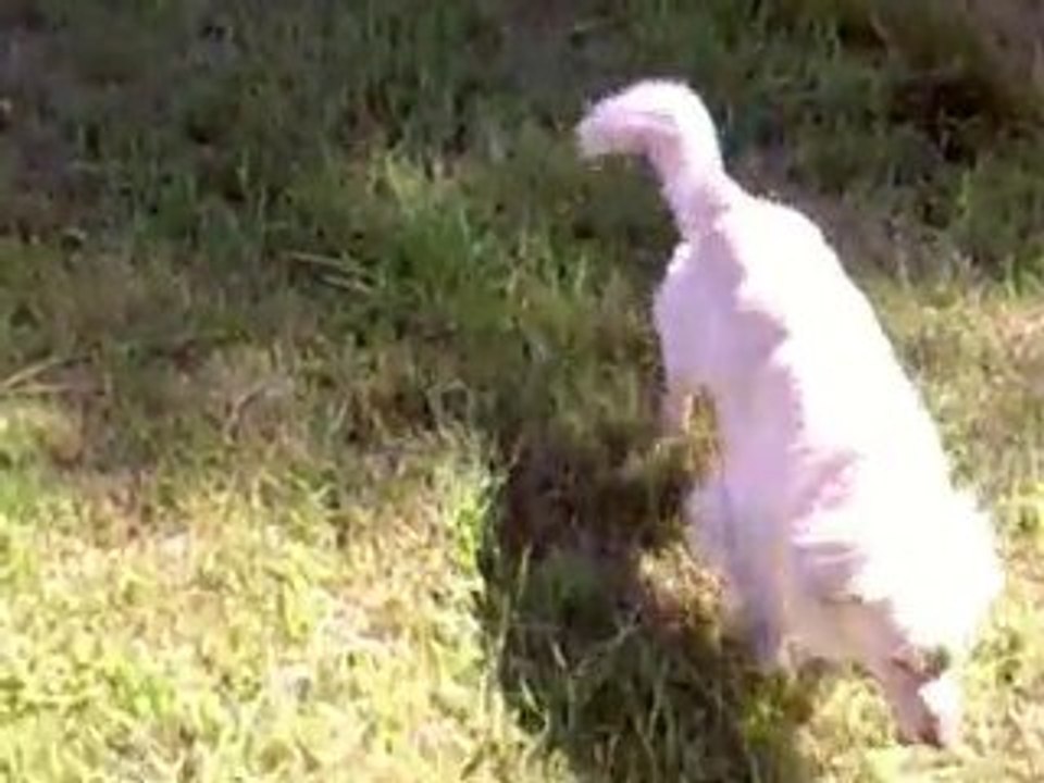 Corneille Rox et Adam