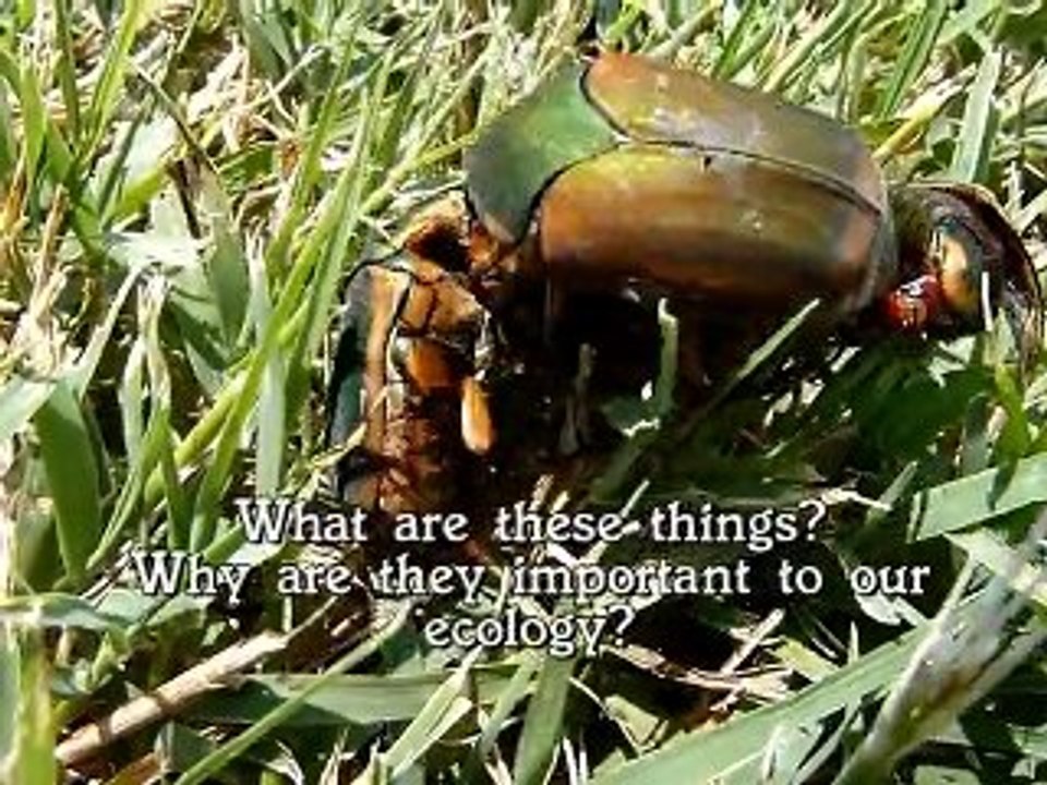 Bugs Revisited
