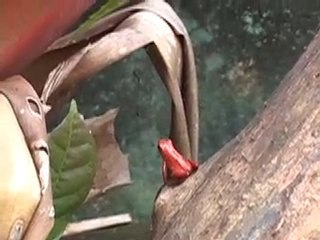Red frogs in Costa Rica.