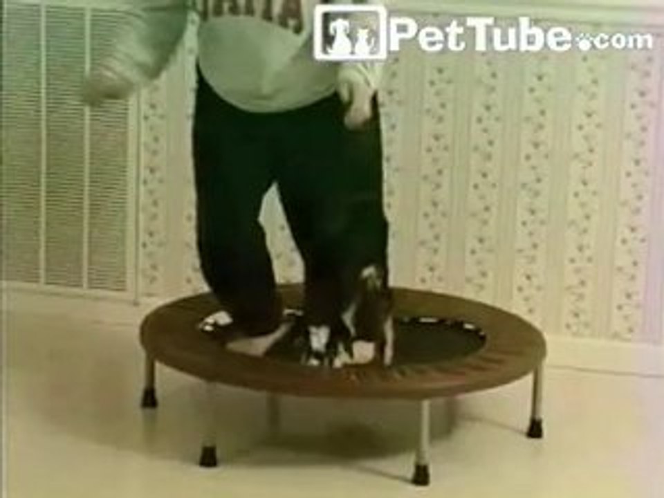 The Flying Goat