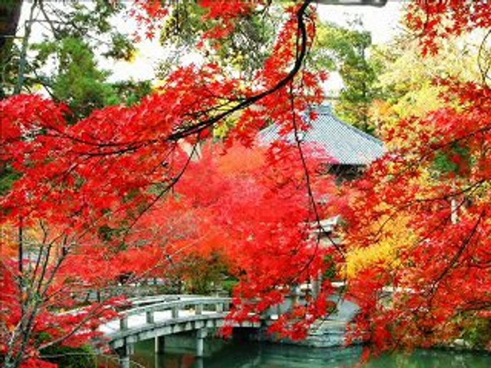jardin Japonais/ Yoshida brothers NIKATA