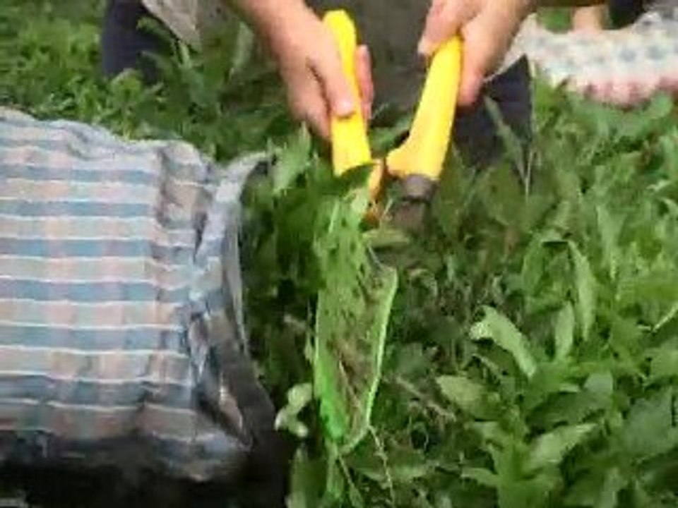 Güce İlçesi Tanıtım Belgeseli-Giresun