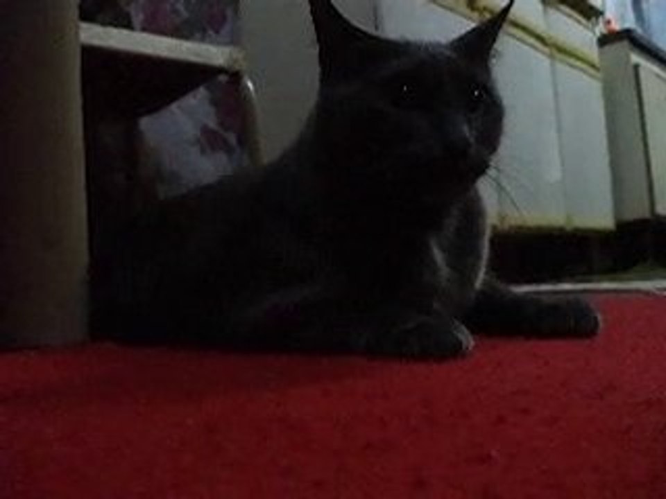 Pooh e Shimba (15)