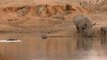 Rhino meets Hippo at waterhole in Kruger National Park