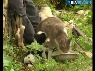 Une chatte donne naissance à un chiot en Géorgie???