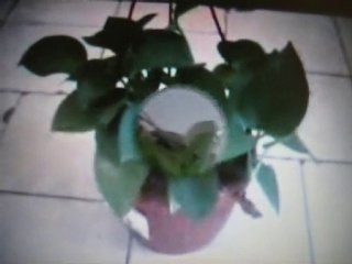 feuille d'arbre