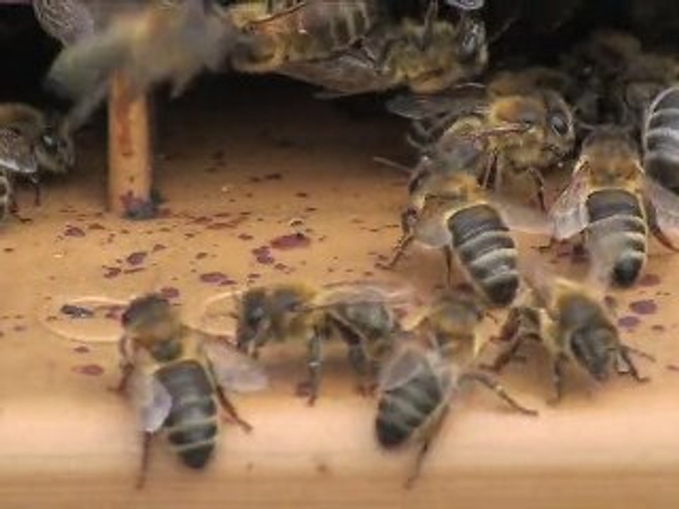 la vie de la ruche : zoom sur le planche d'envol