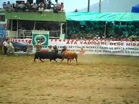 artvin kafkasör boğa güreşlerinden -2 artvinliyiz.net