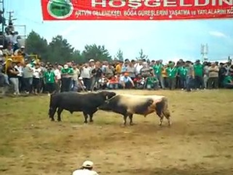 artvin kafkasör boğa güreşlerinden -3 artvinliyiz.net