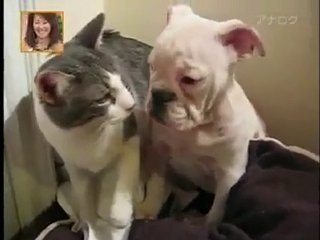 Kedi köpek-kediliev