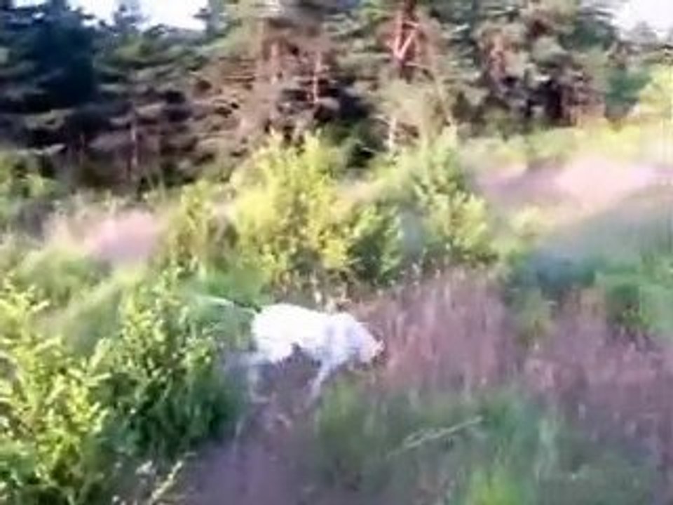 Ariegeois y liebres - 1