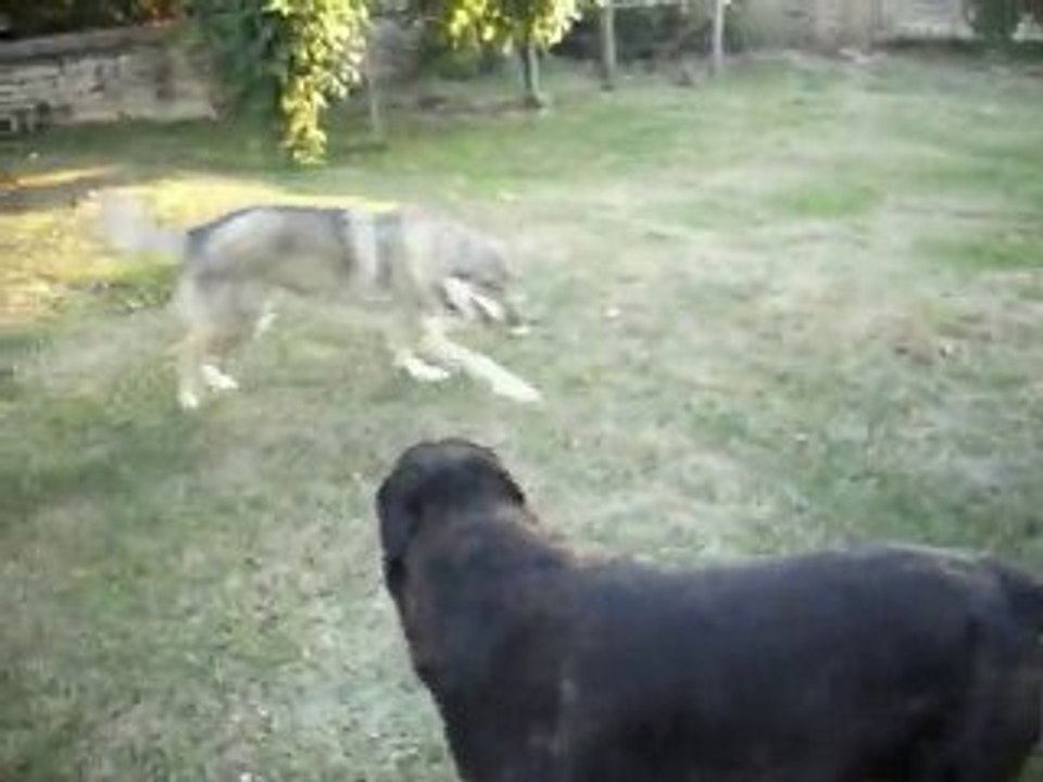 Loup Tchèque attaque Rottweiler !  A.G.E.C.