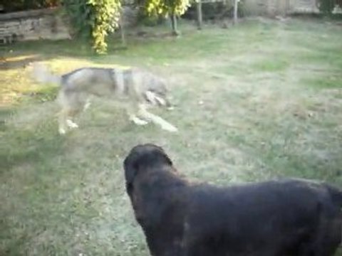 Loup Tchèque attaque Rottweiler ! A.G.E.C.