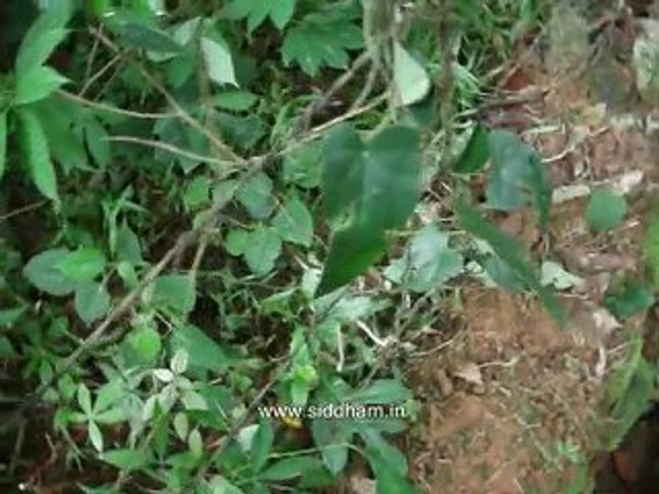 Medicinal Plants Para Cyclea peltata (Siddha Medicine)
