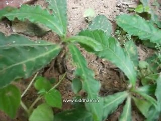 Medicinal Plants Elephantopus scaber (Siddha Medicine)