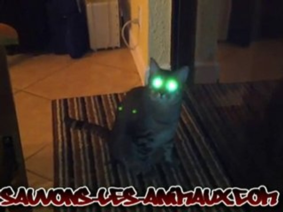 Le chat terminator débarque ATTENTION
