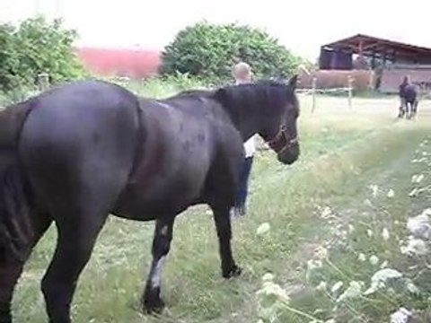 poulains Mérens d' 1 an en main