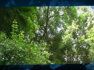 BeatGlobal Warming One Square Foot at a Time!