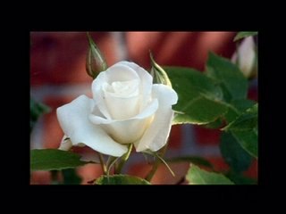 kader_ama ben seni çok severdim