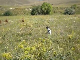 Jakinin çillere süper ferması