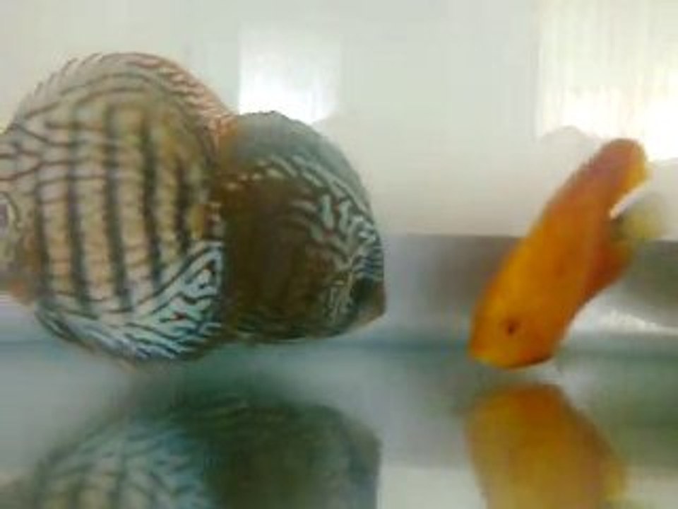 Karaburuk Discus Eşler