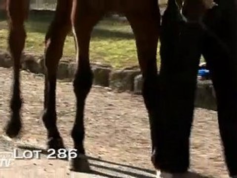 Lot 286 (Haras des Granges)