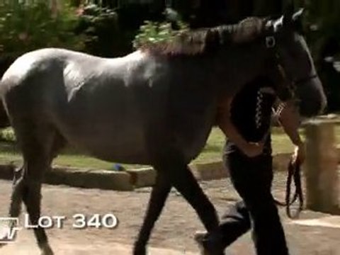 Lot 340 (Haras des Granges)
