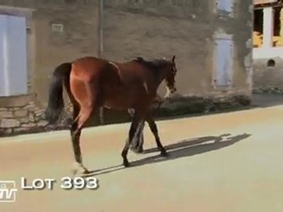 Lot 393 (Haras des Granges)