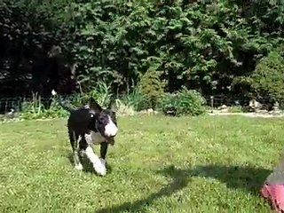 Bullterrier puppy show training
