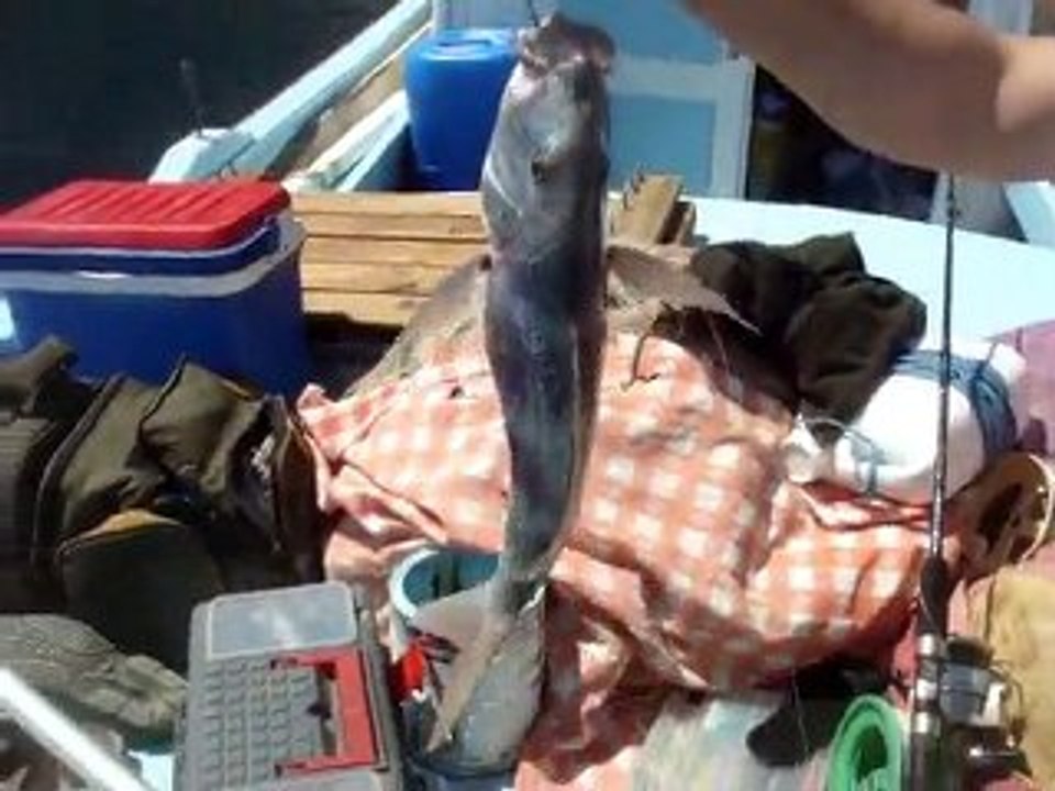 Sinagrit Palazı ve Kovalayan Kuzu