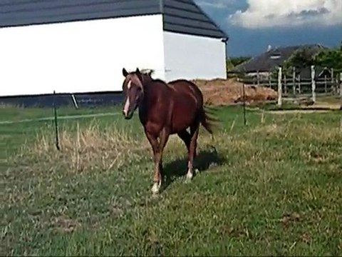 Visite chez Julie et Tahleel - juillet 2010