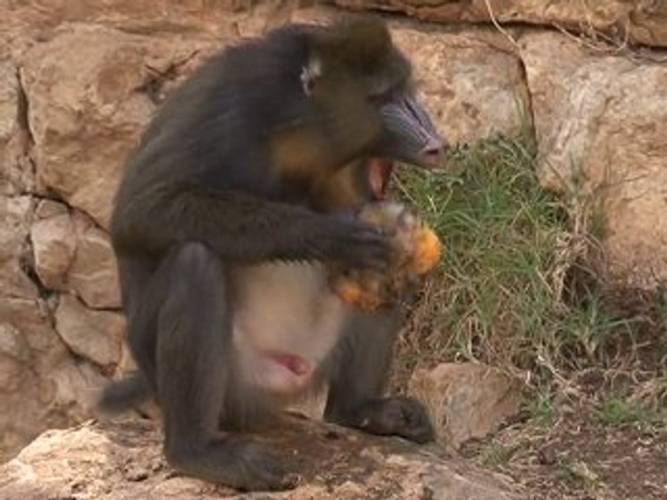 Jérusalem : une glace pour rafraîchir les singes du zoo