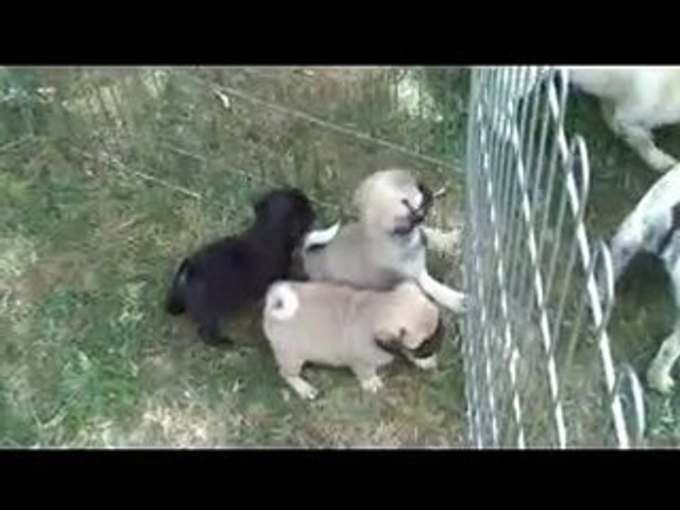 MES CHIOTS CARLINS EN PLEIN AIR