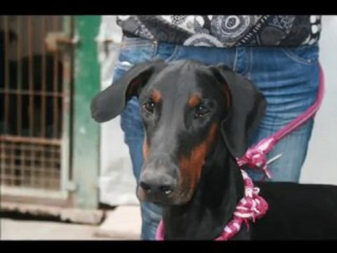 MOOGLI dobermann spa douai