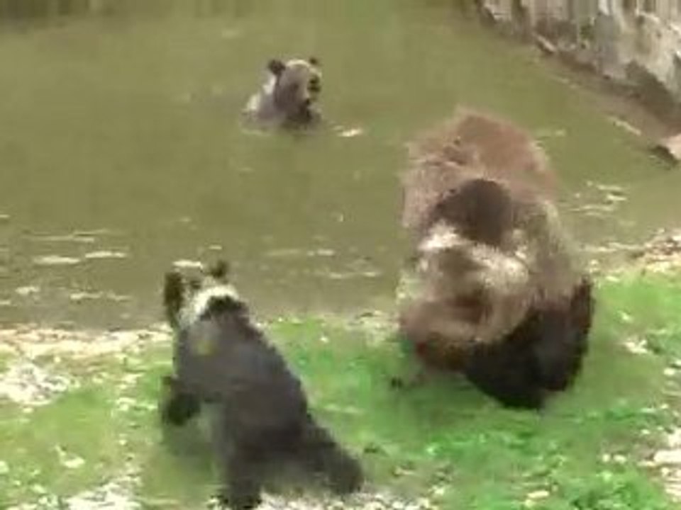 Jurapark - les ours
