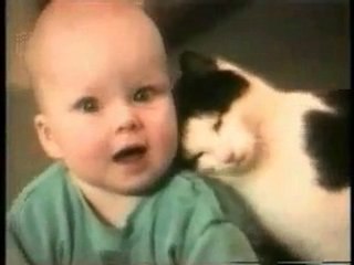 Funny cats are going to make you laugh MUST see