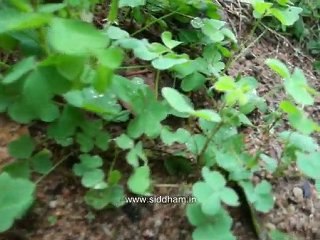 Medicinal Plants (Oxalis corniculata) Siddha Medicine