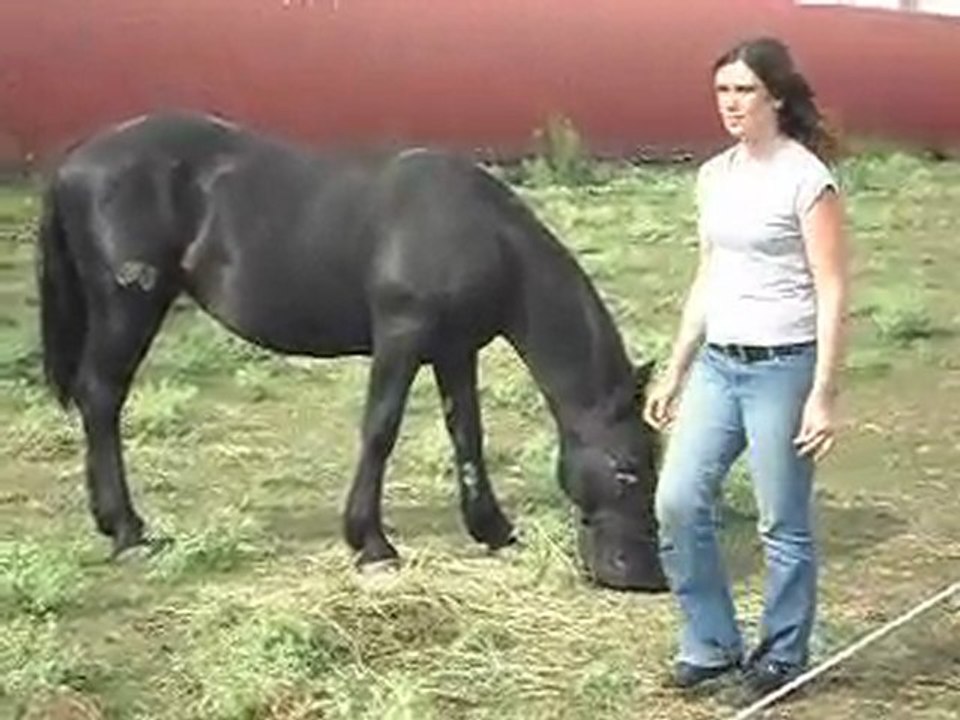 Poulains Mérens d' 1 an et cheval Camargue.