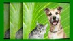 Veterinarian New Port Richey FL -New Port Richey FL Veterin