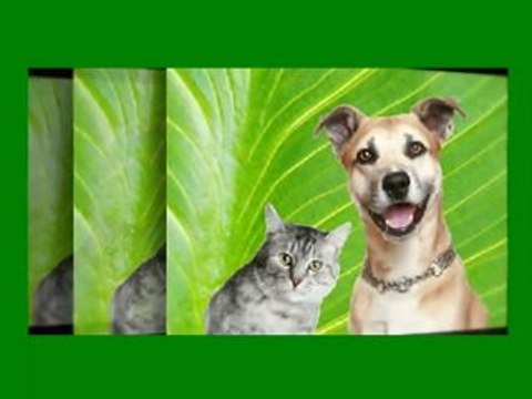 Veterinarian New Port Richey FL -New Port Richey FL Veterin
