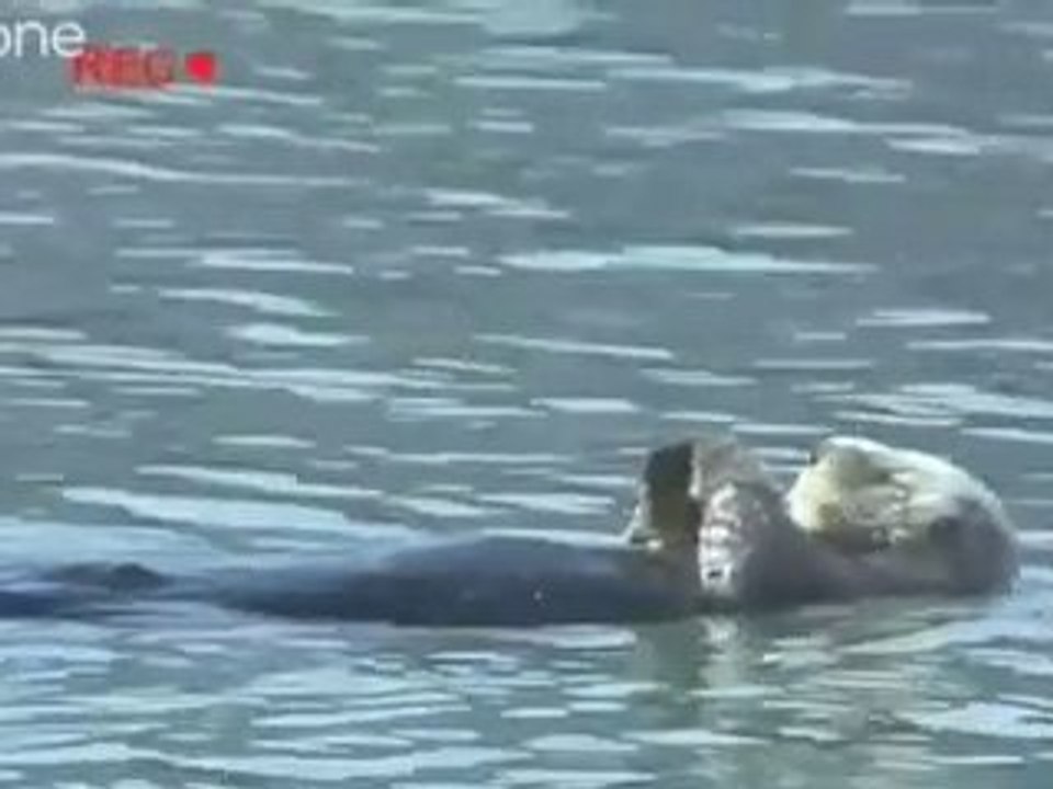 Animals being funny, funniest moments in one video !