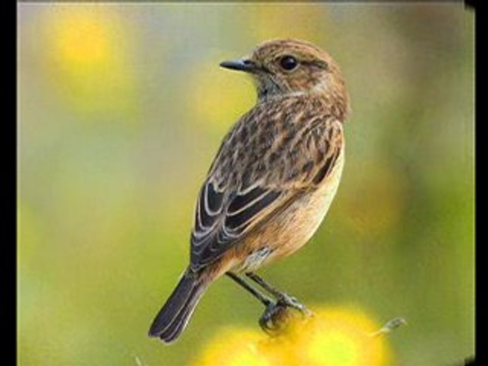 Sen bir yana ben bir yana